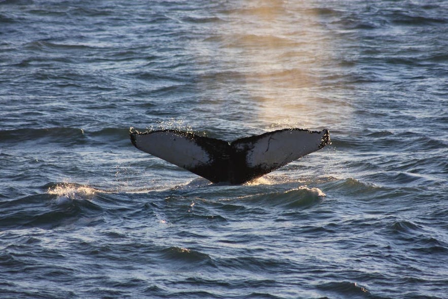 What to Do with an Early Arrival in Iceland