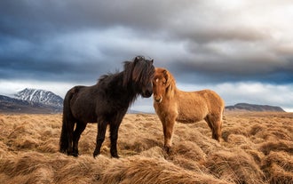 Majestic Icelandic horses freely roam some valleys in Iceland.