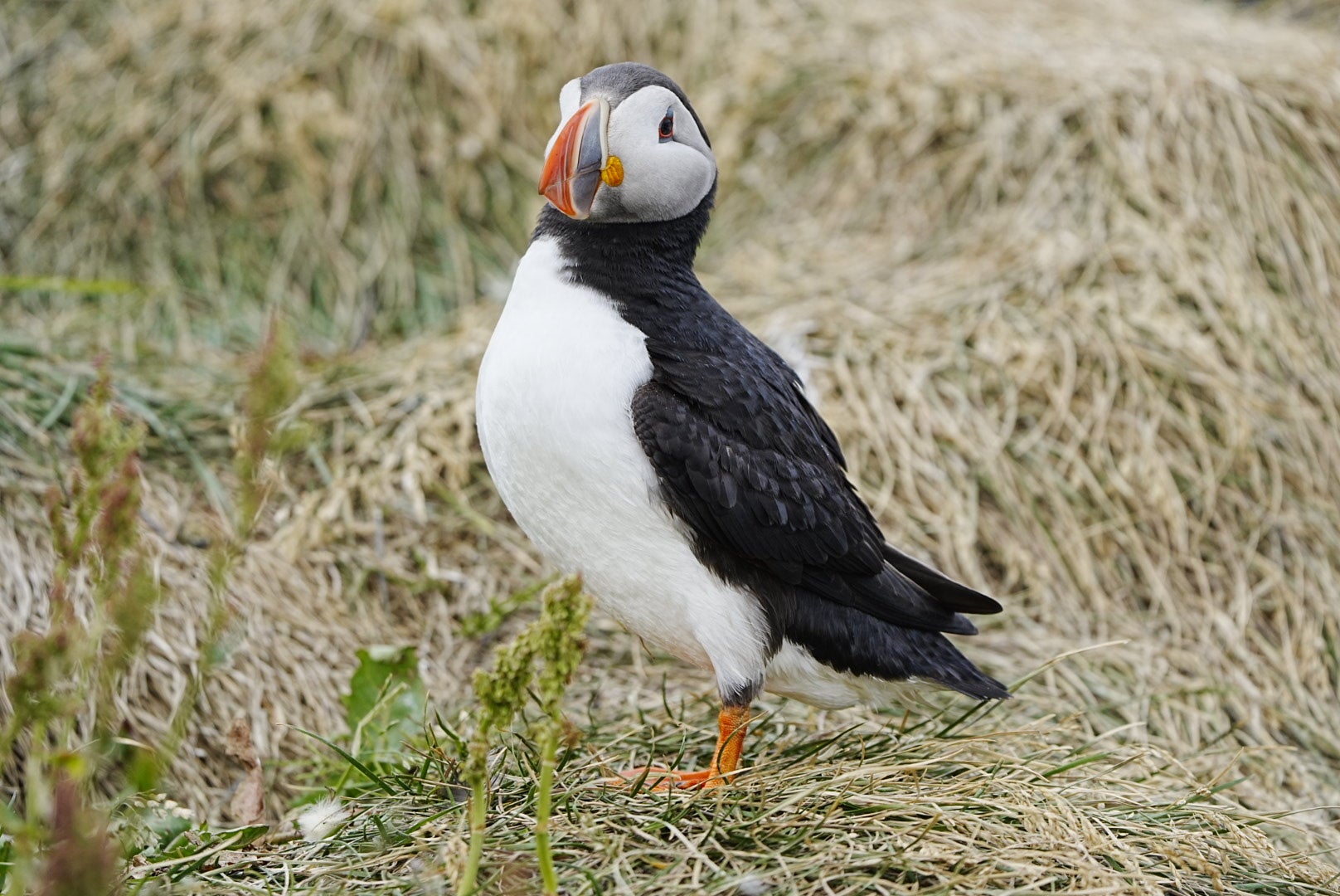 Atlantic puffin perched on a cliff in Iceland.