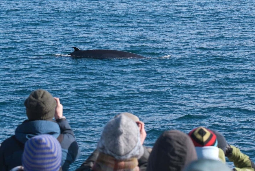 Baleen whales are uncommon in winter, but still out there.