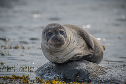 A curious seal relaxes on a rock in the water.