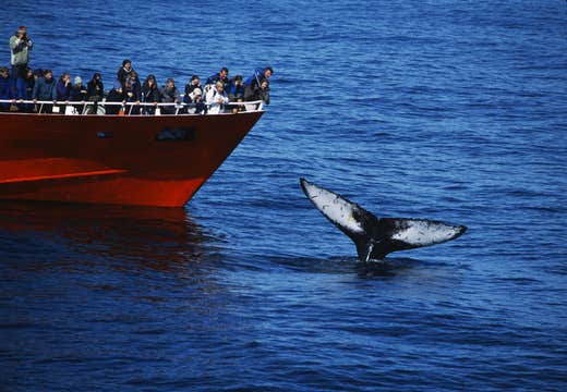 骑马+观鲸旅行团|雷克雅未克出发