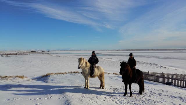 Adventurous Horse Riding Tour for Experienced Riders with Optional Transfer from Reykjavik