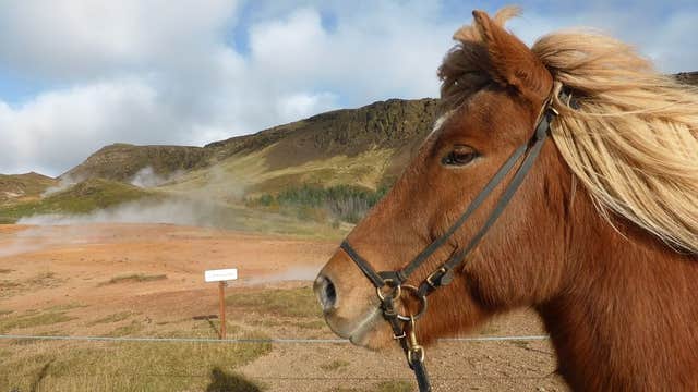 初心者&お子様も歓迎!フレンドリーなアイスランド馬と自然を楽しむ乗馬ツアー |クヴェラゲルジ発