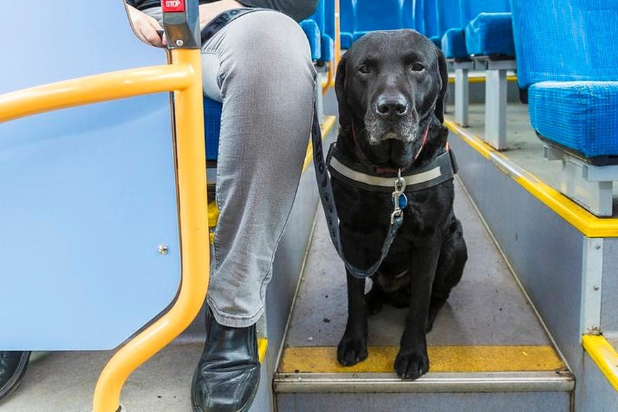 You may see pets in Reykjavik buses