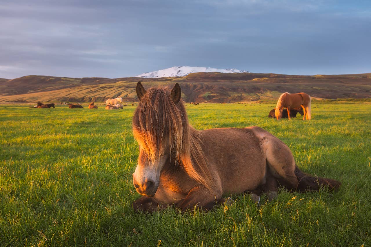 Excursion Balade à Cheval Unique de 9h sur une Plage de Sable Noir avec Transfert depuis Reykjavik