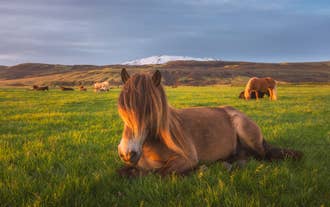 Les chevaux islandais comptent parmi les plus belles races du monde.