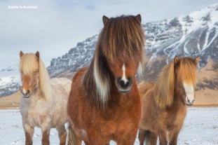 Three Icelandic horses with snow-covered mountains in the background.