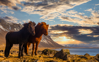 Dos caballos islandeses se sitúan cerca de la orilla rodeados de montañas.