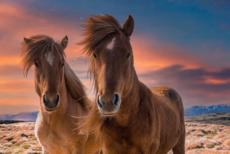 The beautiful Icelandic horse is known for its gentle temperament.