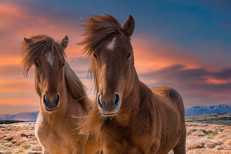 The beautiful Icelandic horse is known for its gentle temperament.