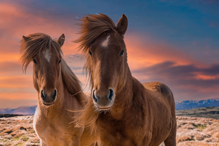 The beautiful Icelandic horse is known for its gentle temperament.