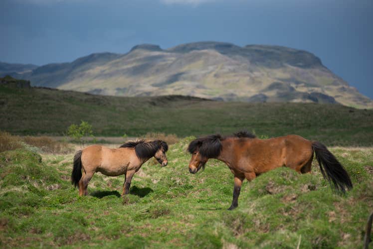 Icelandic horses are known for their gentle nature.