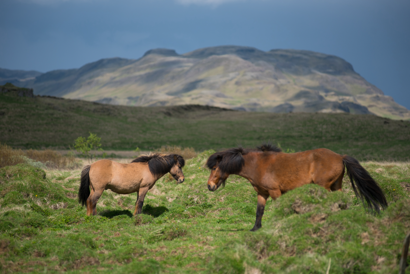 Icelandic horses are known for their gentle nature.