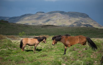 Icelandic horses are known for their gentle nature.