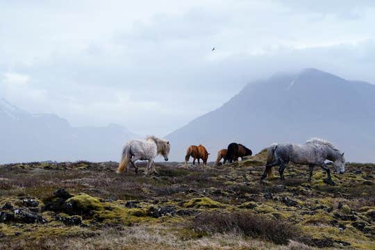 Winter Horse Riding Tour with Lunch & Optional Transfer from Reykjavik