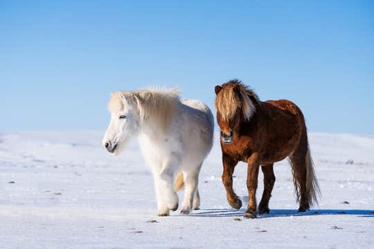 Winter Horse Riding Tour with Lunch & Optional Transfer from Reykjavik
