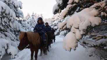 A tour group rides Icelandic horses in the snow through a forest.