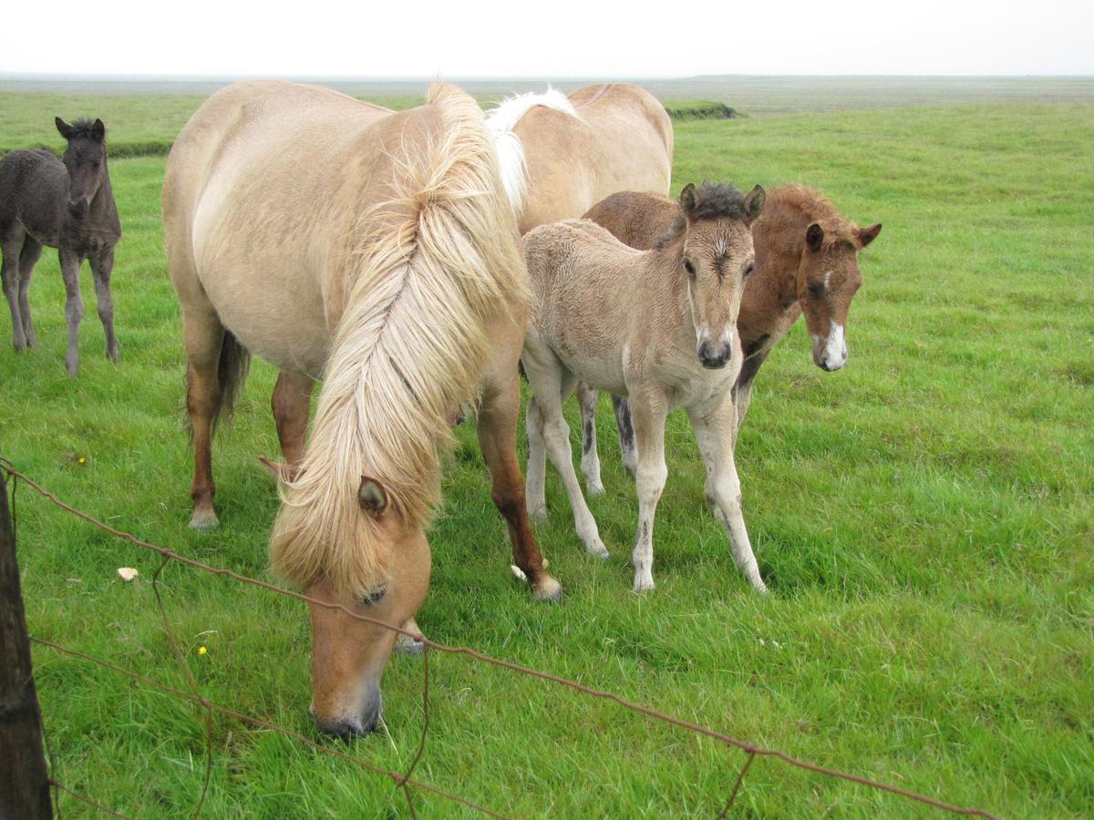 DalsSel Farm Guesthouse