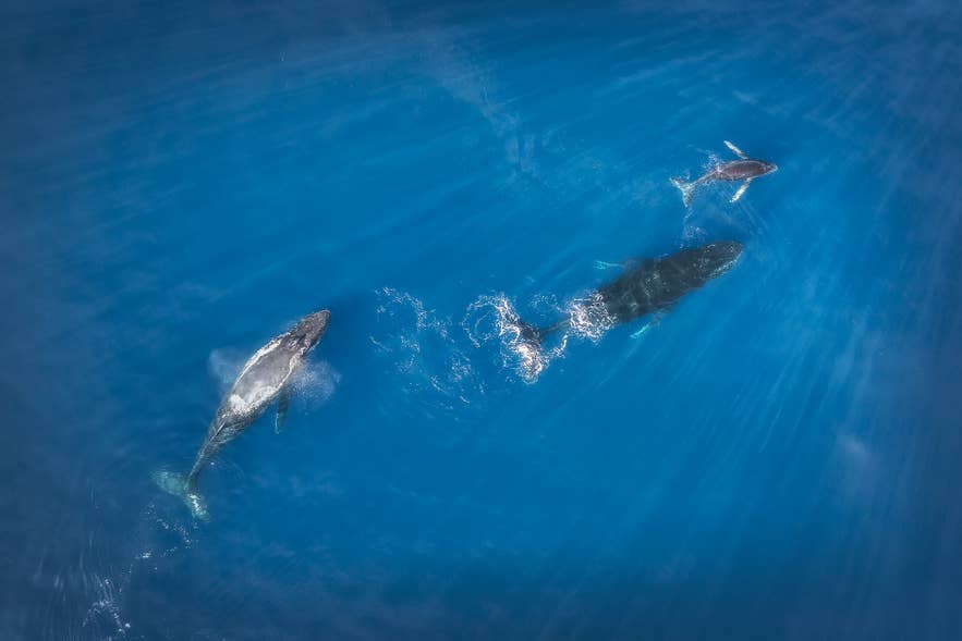 Trois baleines nagent sous une eau bleu vif en Islande, photographiées depuis les airs alors que la lumière filtre à travers la surface.