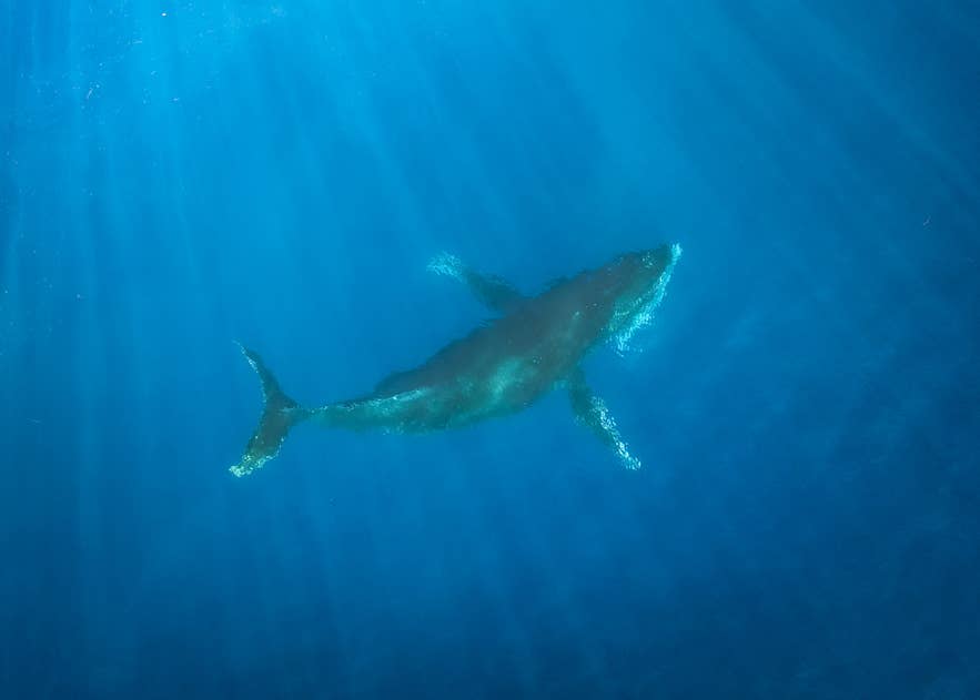 Une baleine à bosse nage dans des eaux bleues baignées de lumière, illuminée par des faisceaux de lumière descendant de la surface.