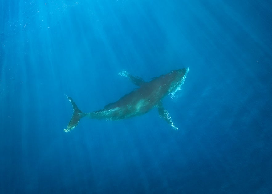 A humpback whale swims through sunlit blue water, illuminated by beams of light streaming from above.