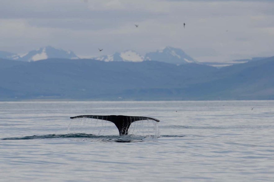 A whale&rsquo;s tail lifts from icy winter waters with snow-covered mountains rising in the distance.