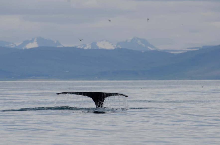 La coda di una balena emerge dalle acque gelide invernali con montagne innevate sullo sfondo.