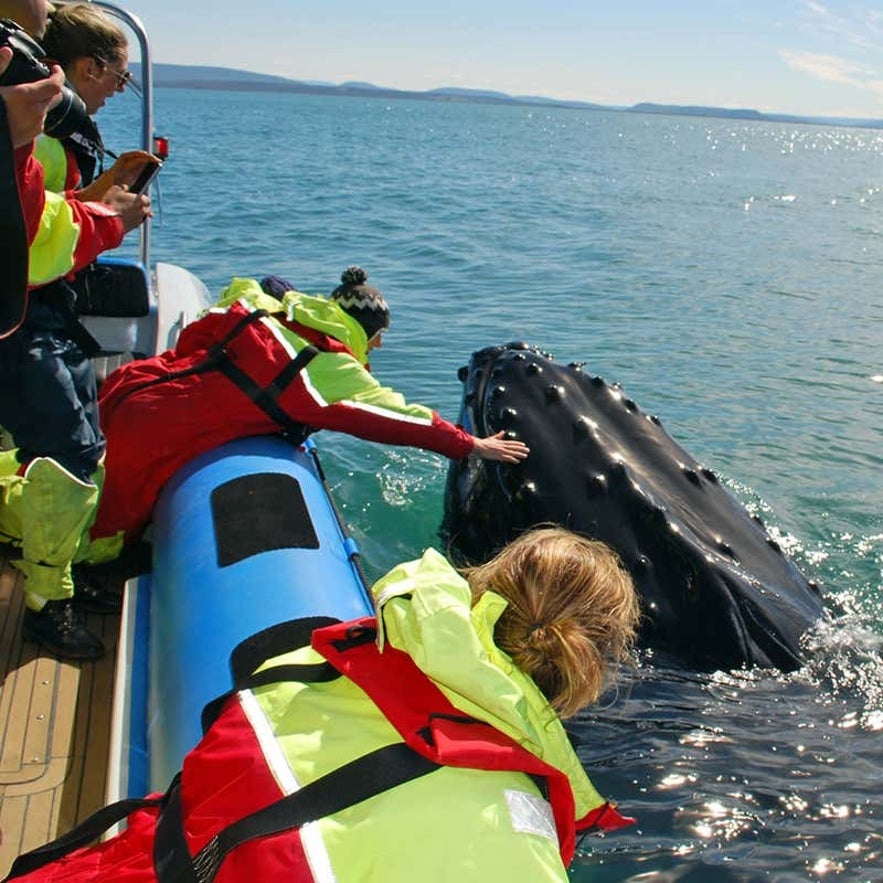 A whale breaching to say hello!