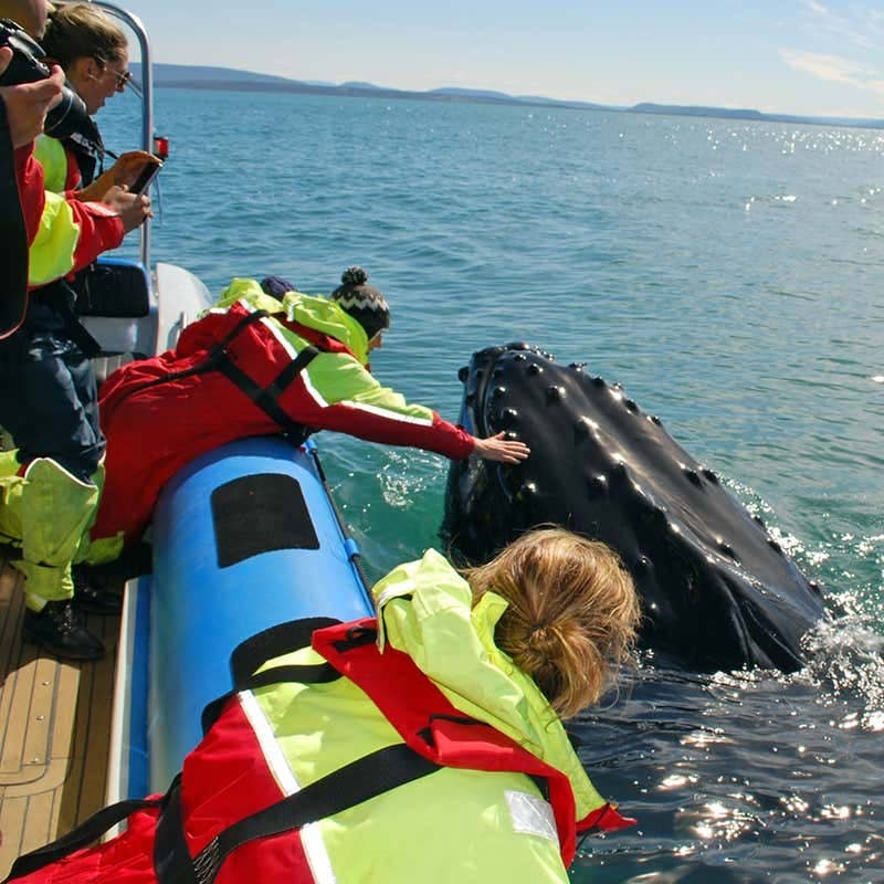 Während einer Whale-Watching-Tour in Island lehnen sich Passagiere von einem kleinen Boot aus nach vorne, um einen auftauchenden Buckelwal zu berühren.
