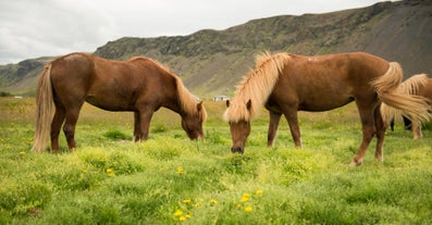 Icelandic horses eat grass on a field.