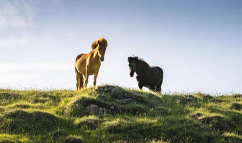 Icelandic horses are known for their friendly temperament.