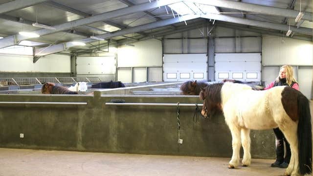 Family-Friendly 40-Minute Icelandic Horse Stable Tour in South Iceland