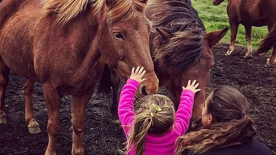 A child reaches up to stroke a pair of Icelandic horses in South Iceland.