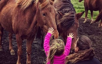 C'est le meilleur circuit possible pour voir de près les chevaux islandais.
