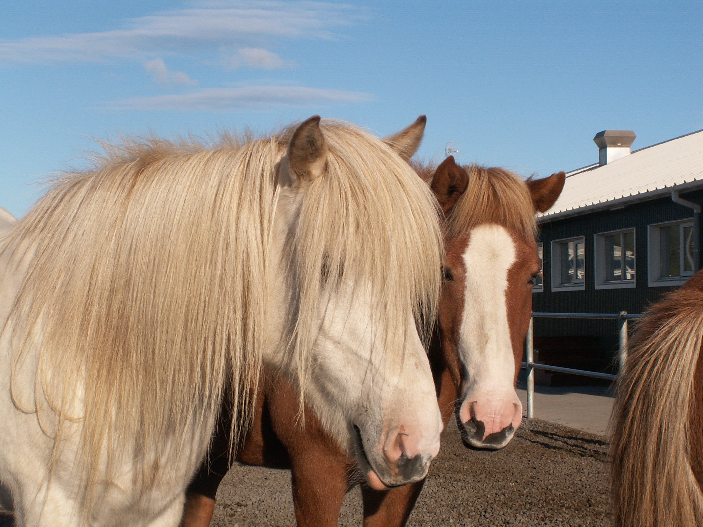 Icelandic horses are majestic.