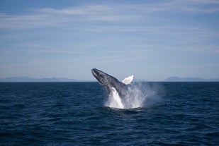 A humpback whale surfaces from the depths of Reykjavik's Faxafloi bay.