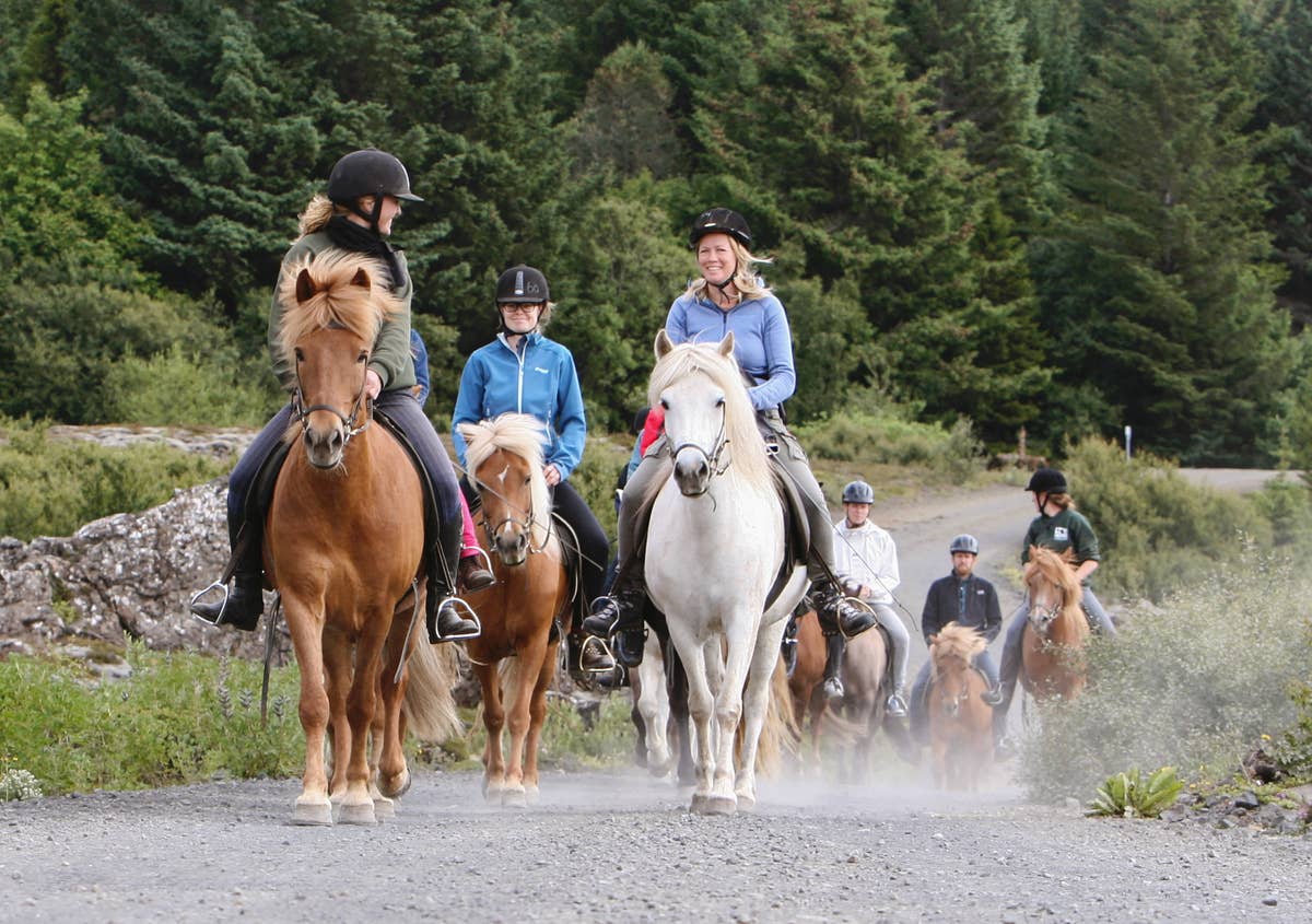 Easy 1-Hour Horse Riding Tour in Hafnarfjordur Near Reykjavik for ...