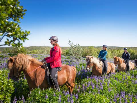 Easy 1-Hour Horse Riding Tour in Hafnarfjordur Near Reykjavik for Beginners