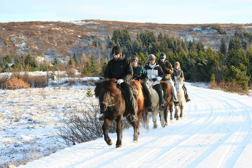 Ausritt im Winter mit einem der Reiseveranstalter in Island durch die verschneite Landschaft auf einem Islandpferd.