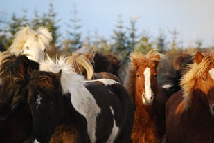 Icelandic horses gathered together.