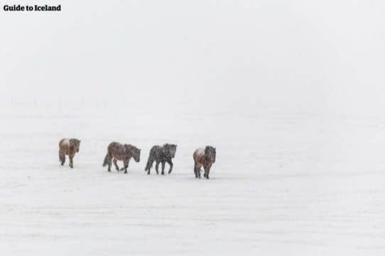 Thrilling 2-Hour Private Horseback Riding Adventure on Mosfellsdalur Valley Near Reykjavik