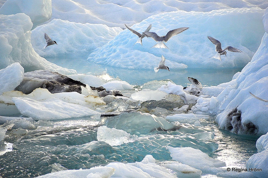 The tide blocking the icebergs at Jökulsárlón glacial lagoon