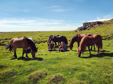 Exciting 4.5-Hour Horse Riding Summer Tour near Hekla Volcano in the South Coast