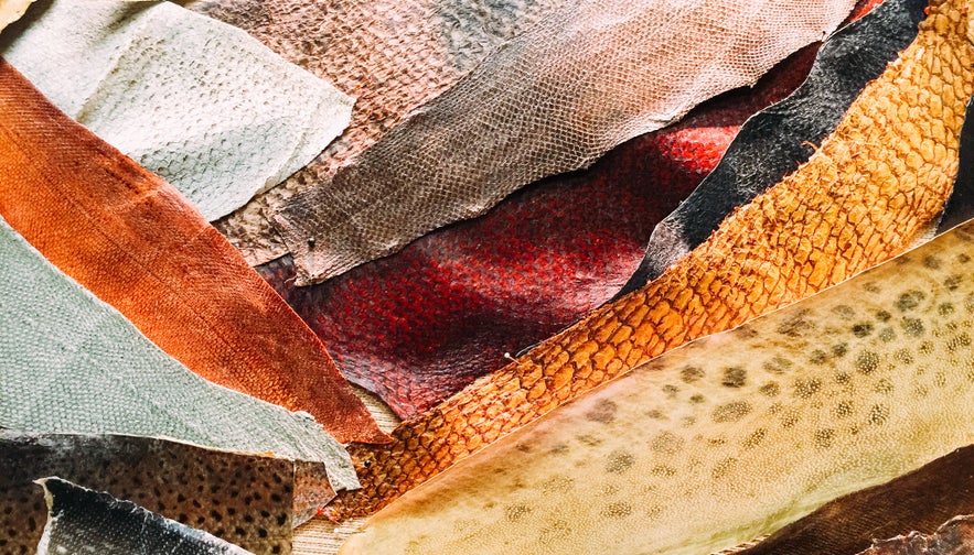 Fish skin can be used for purses, belts, decor, and more!