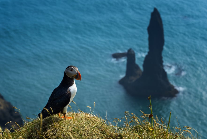 Puffin above Reynisfjara rock in Vik Iceland