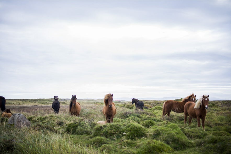 Icelandic Horses in the summer