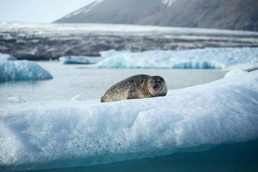 Seal spotted on floating ice at Jökulsárlón Glacier Lagoon close to Höfn, Iceland.