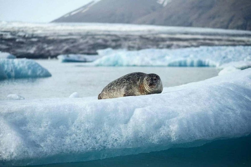 Seal at Jokulsarlon Glacier