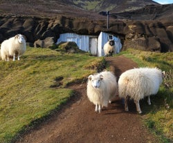 A flock of sheep occasionally graze on the vegetation around the Laugarvatnshellar caves.